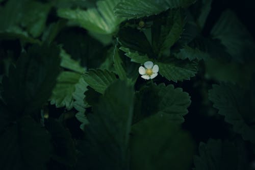 Strawberry Flower Between Leaves