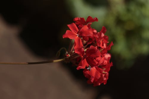 Základová fotografie zdarma na téma červené kytky, detail, flóra