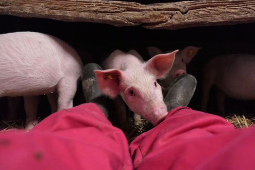 Cute piglets exploring a farmer's legs inside a barn in Bladel, Netherlands.