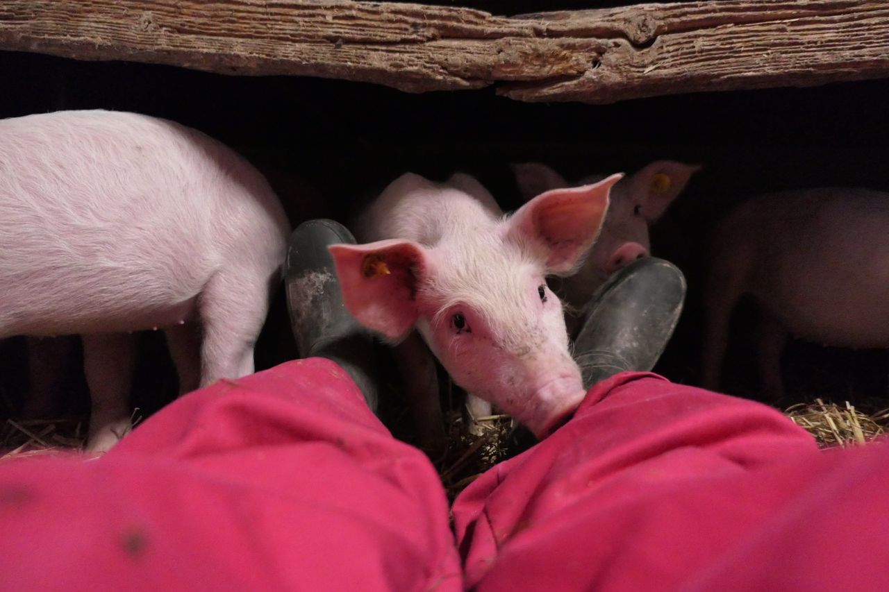 cute piglets exploring a farmer s legs inside a barn in bladel netherl