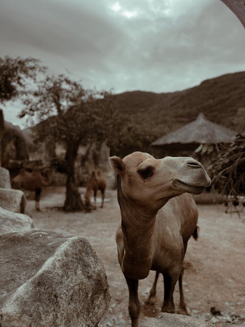 Δωρεάν στοκ φωτογραφιών με ζώο, ζωολογικός κήπος, καμήλες