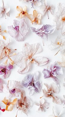 Pressed dried petals scattered on white, photo by Agnese Lunecka on Pexels