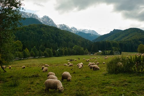 Flock of Sheep in Countryside