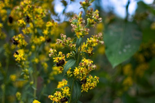 Close-up of Bees on a Yellow Flowers