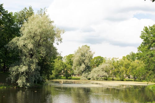 Pond in Park