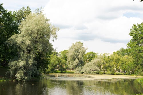 Immagine gratuita di alberi, divertimento, erba