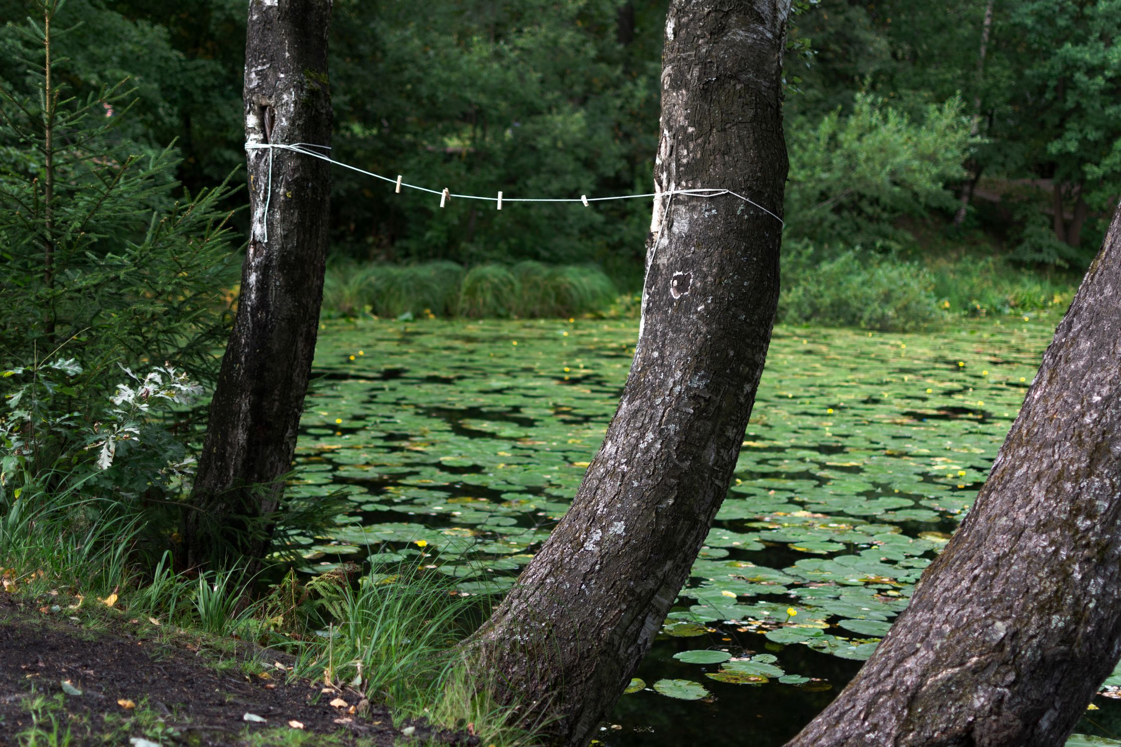Tree String Top String on Trees in a Park, and Waterlilies in a Pond · Free Stock Photo