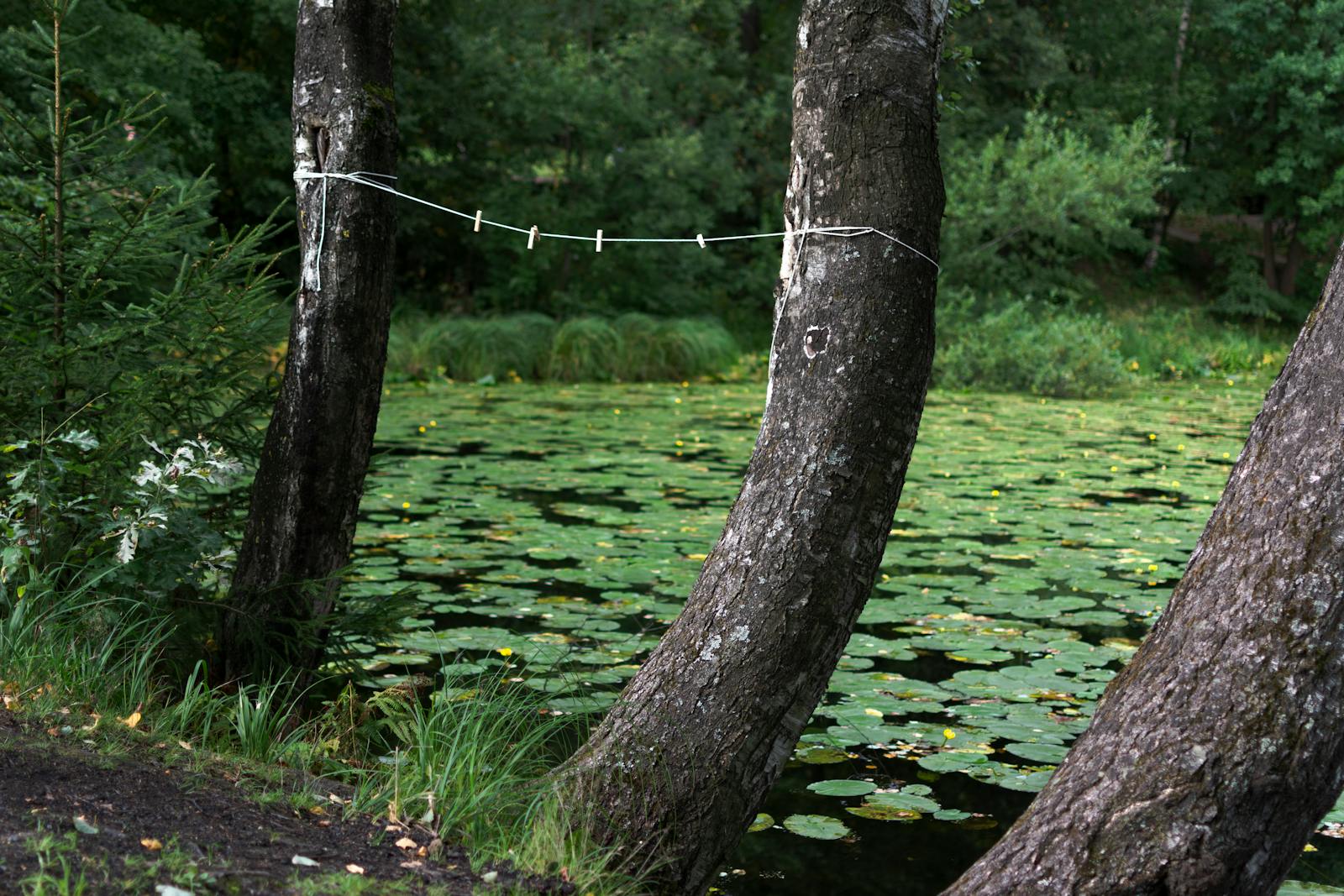 Trees Connected Photos, Download The BEST Free Trees Connected Stock