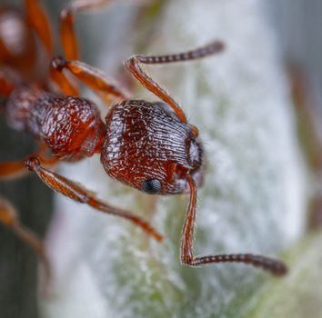 Free stock photo of animal, antenna, arachnid