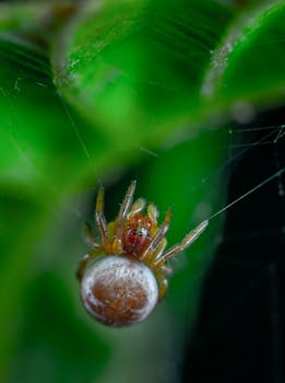 Macro shot of a spider on a vibrant green leaf showcasing intricate web structures.