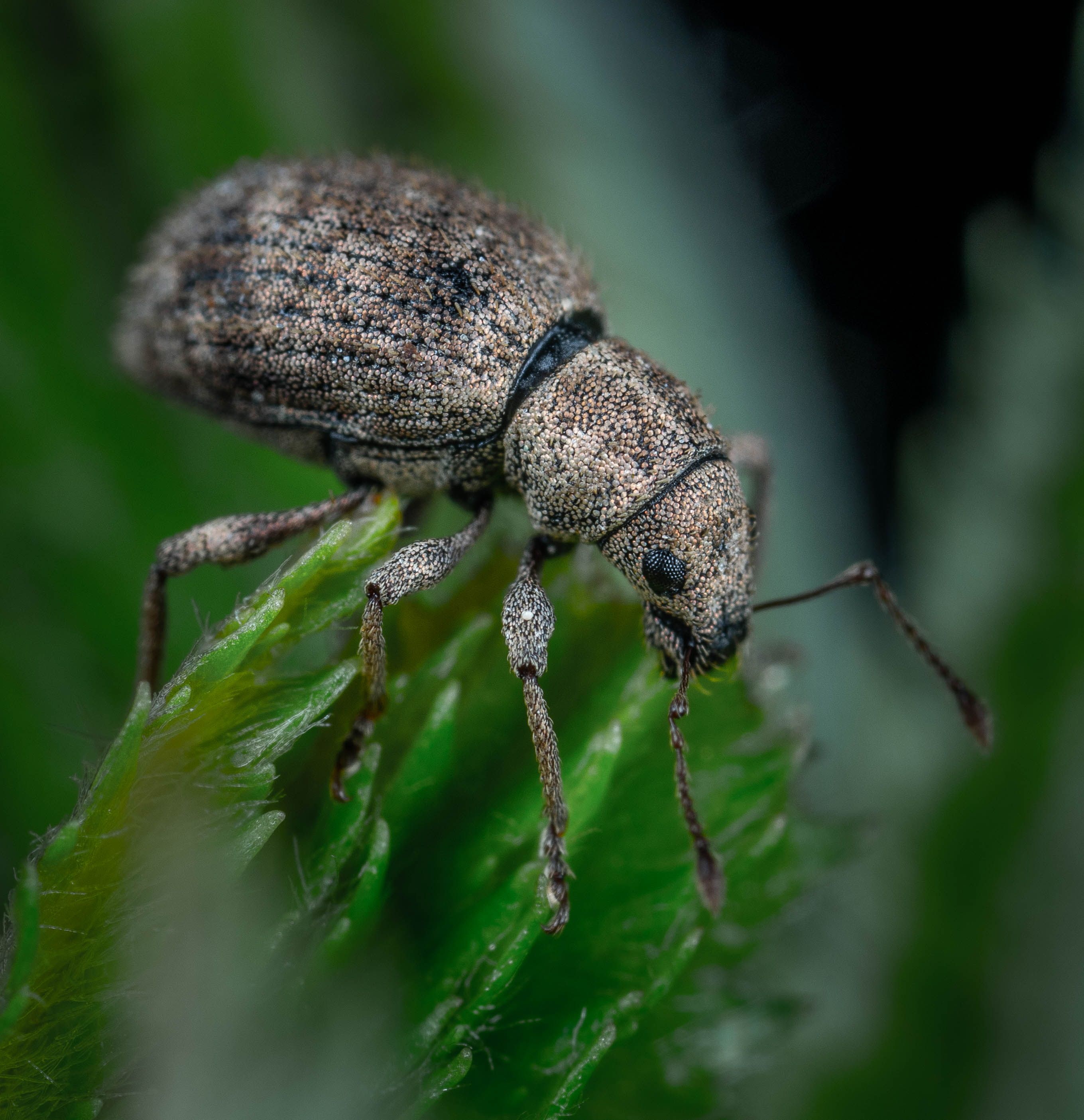 Brown Insect on Green Leaf · Free Stock Photo