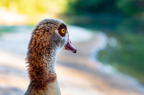 Close-Up Photo of Egyptian Goose Head