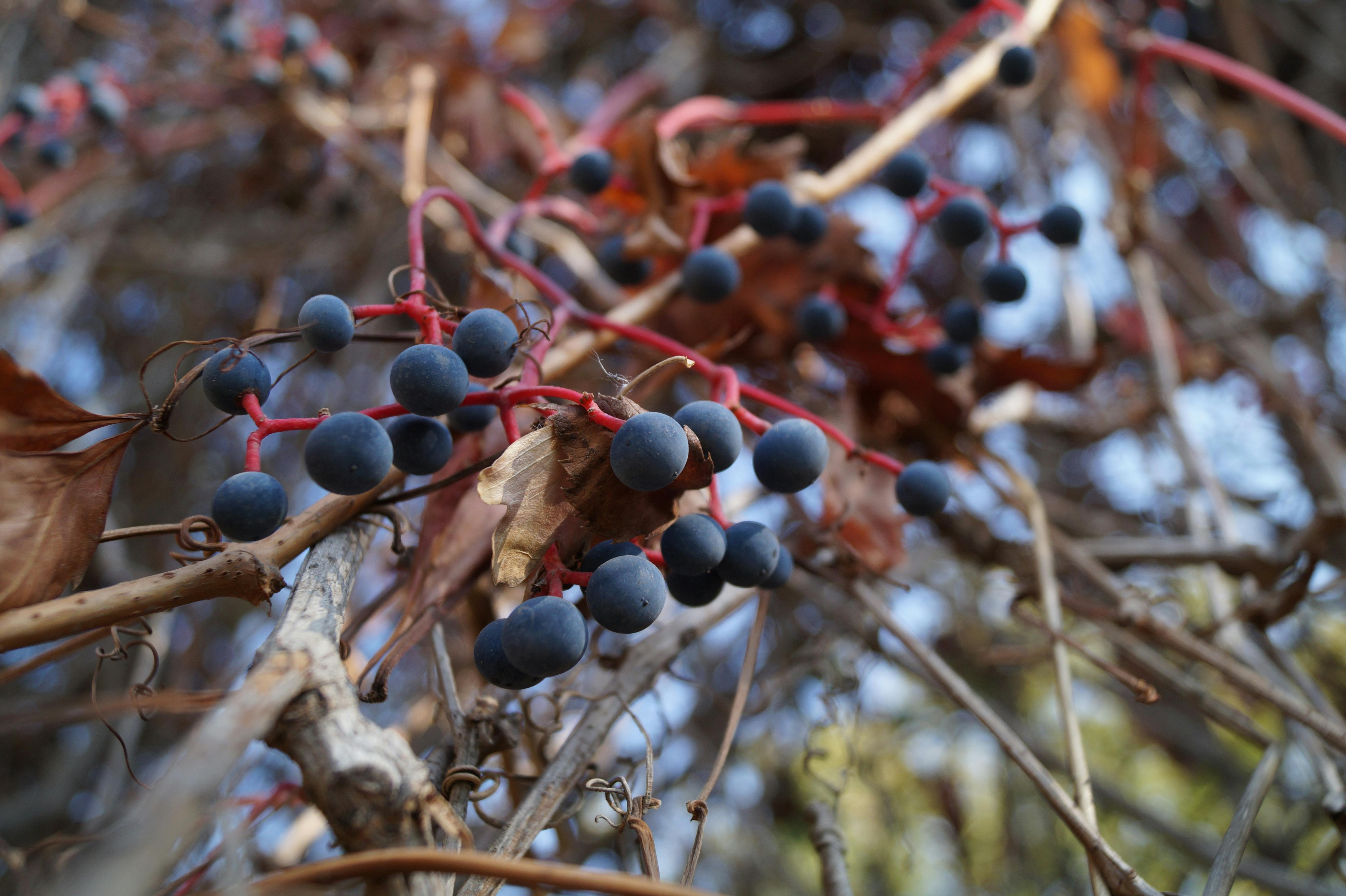 Closeup of Virginia Creeper Fruits · Free Stock Photo