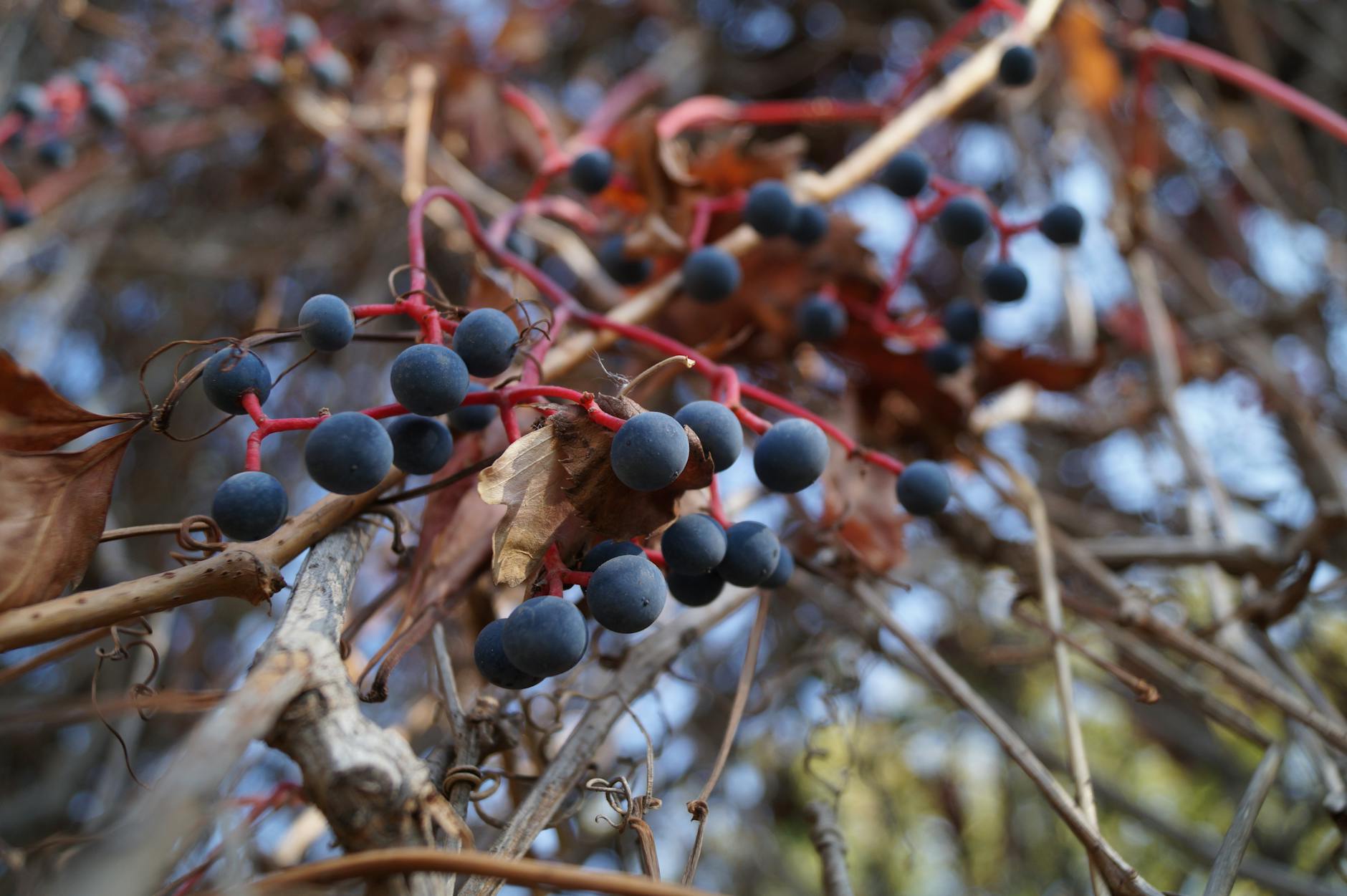 Virginia Creeper Blue Berries On Woody Vine With Five Leaflets