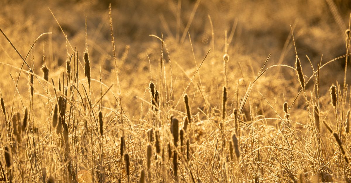 Warm sunset over a field of cattails in Weaver, MN capturing nature's golden glow.