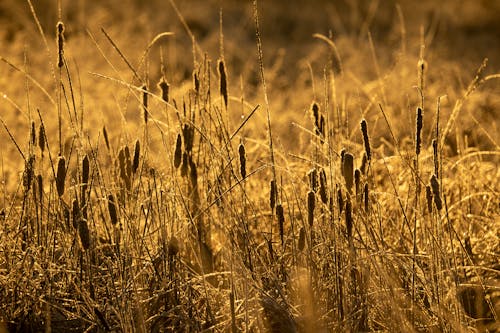 免费 乾草, 夏天, 日落 的 免费素材图片 素材图片