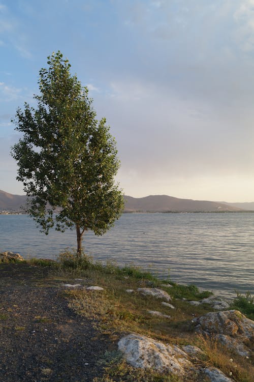 Lone Tree in Bay