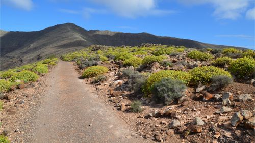 Free Explore a dirt path through a rocky landscape with vibrant green flora under a clear sky. Stock Photo
