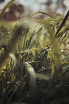 A detailed close-up of vibrant green grass blades swaying gently on a sunny summer day.