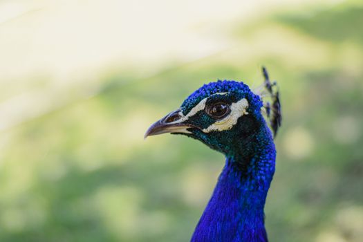 peacock photo