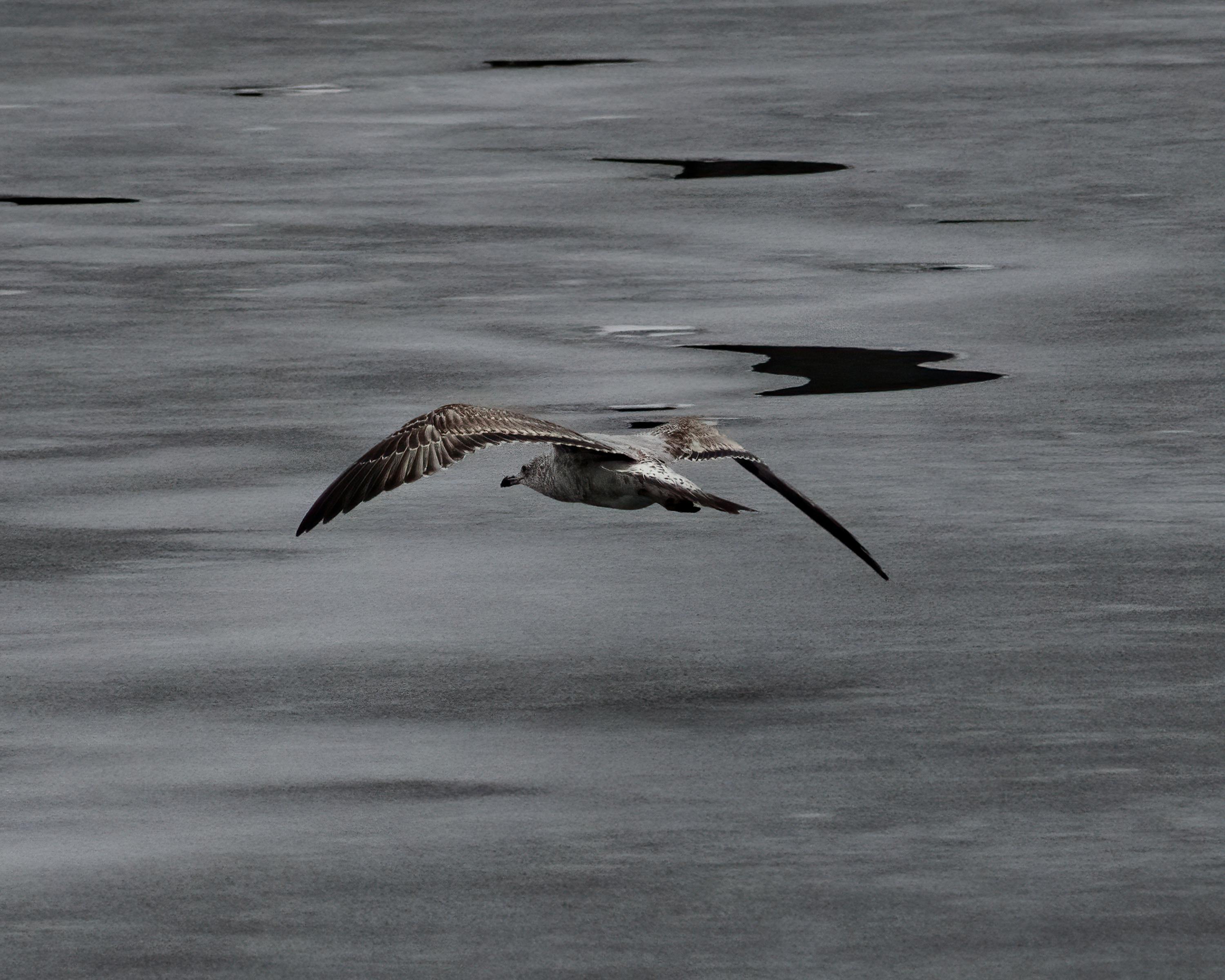 Animated Wallpaper Photos, Download The BEST Free Animated Wallpaper