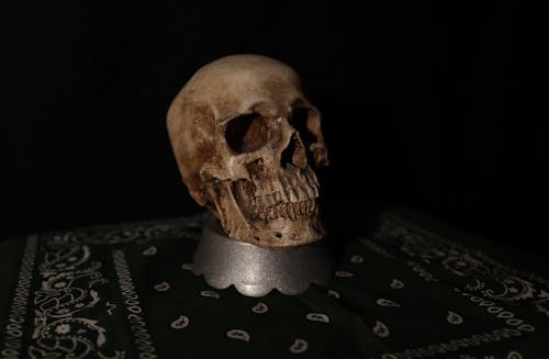 Foto stok gratis anatomi, gelap, kematian