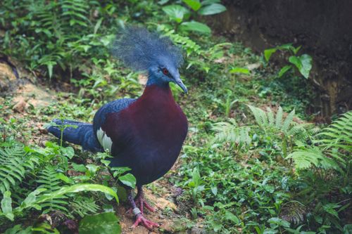 Free A beautiful Victoria crowned pigeon stands gracefully among lush greenery and ferns. Stock Photo