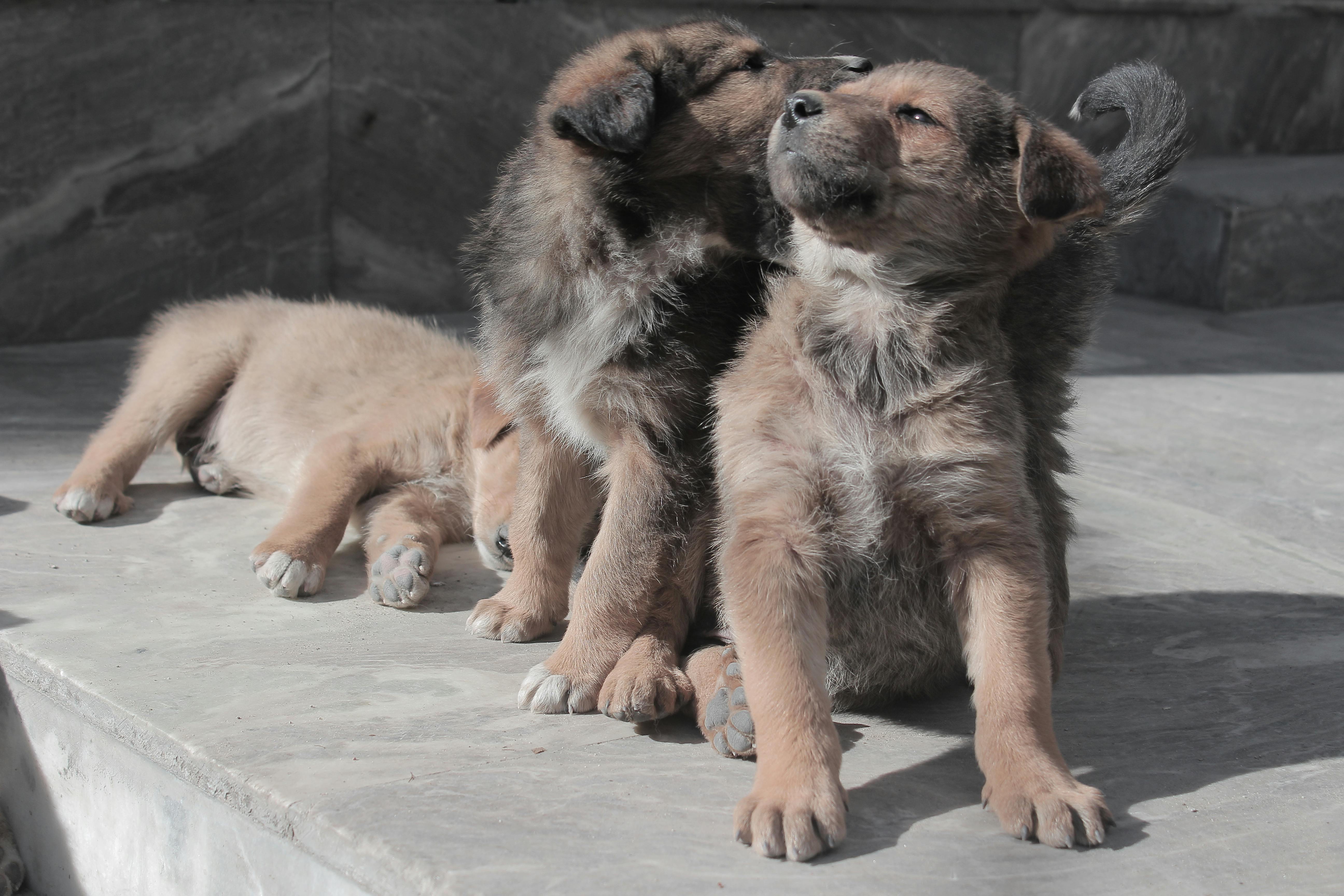 アーチャクッタ インドの犬 カラクッタの無料の写真素材 アーチャクッタ インドの犬 カラクッタの無料の写真素材