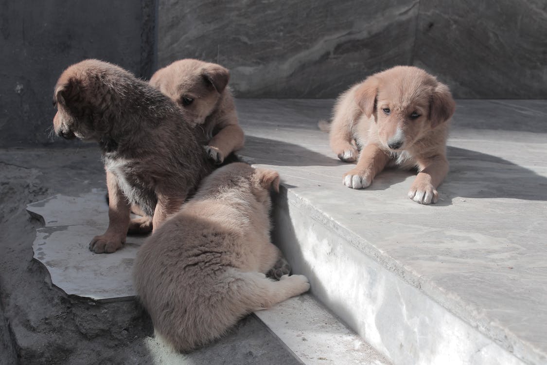 アーチャクッタ インドの犬 カラクッタの無料の写真素材 アーチャクッタ インドの犬 カラクッタの無料の写真素材