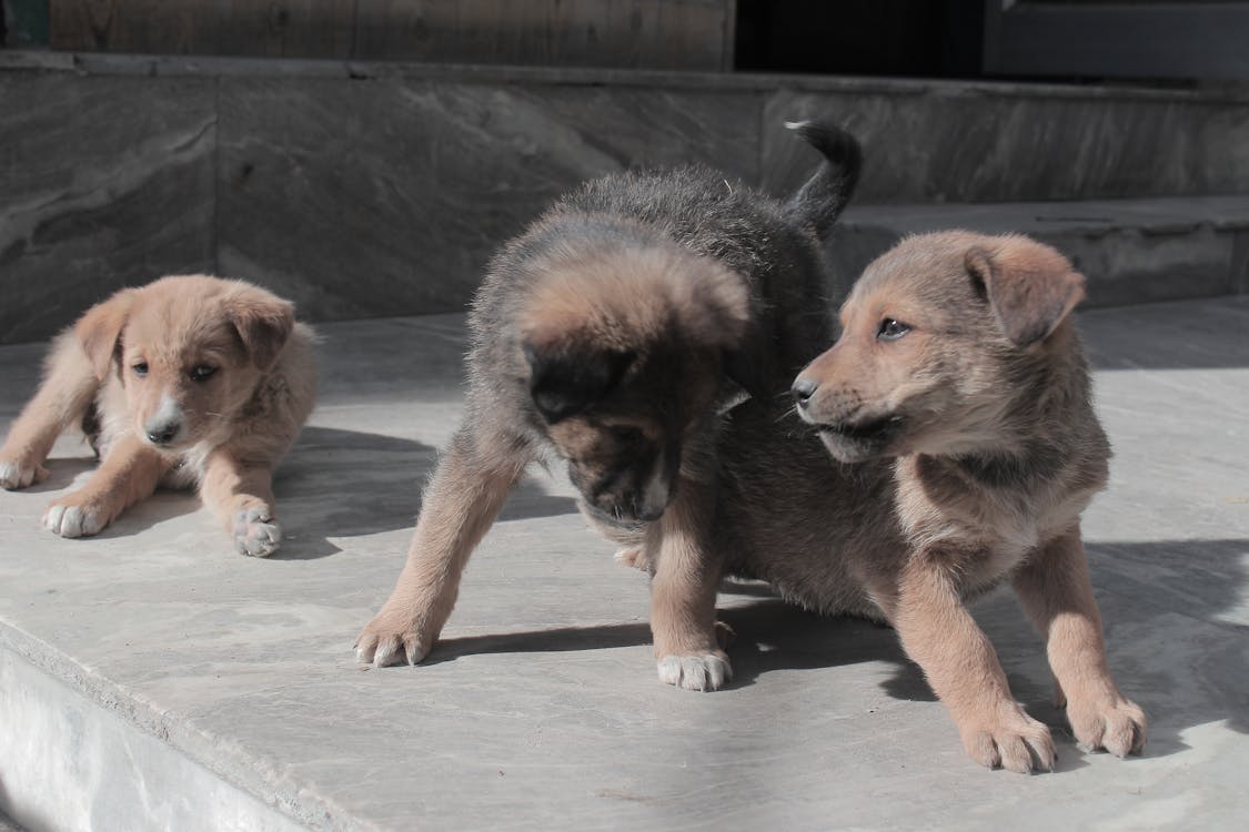 アーチャクッタ インドの犬 カラクッタの無料の写真素材 アーチャクッタ インドの犬 カラクッタの無料の写真素材