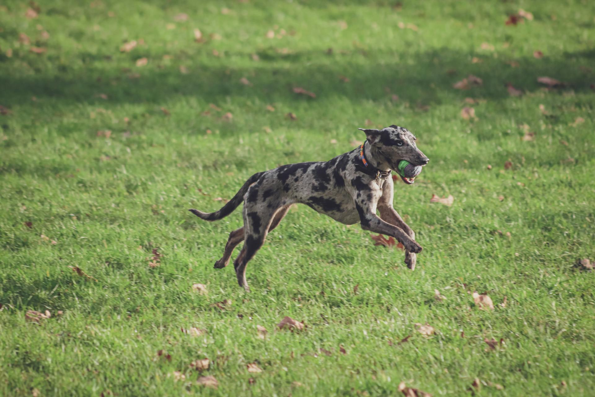 Running Dog Holding Ball in Muzzle