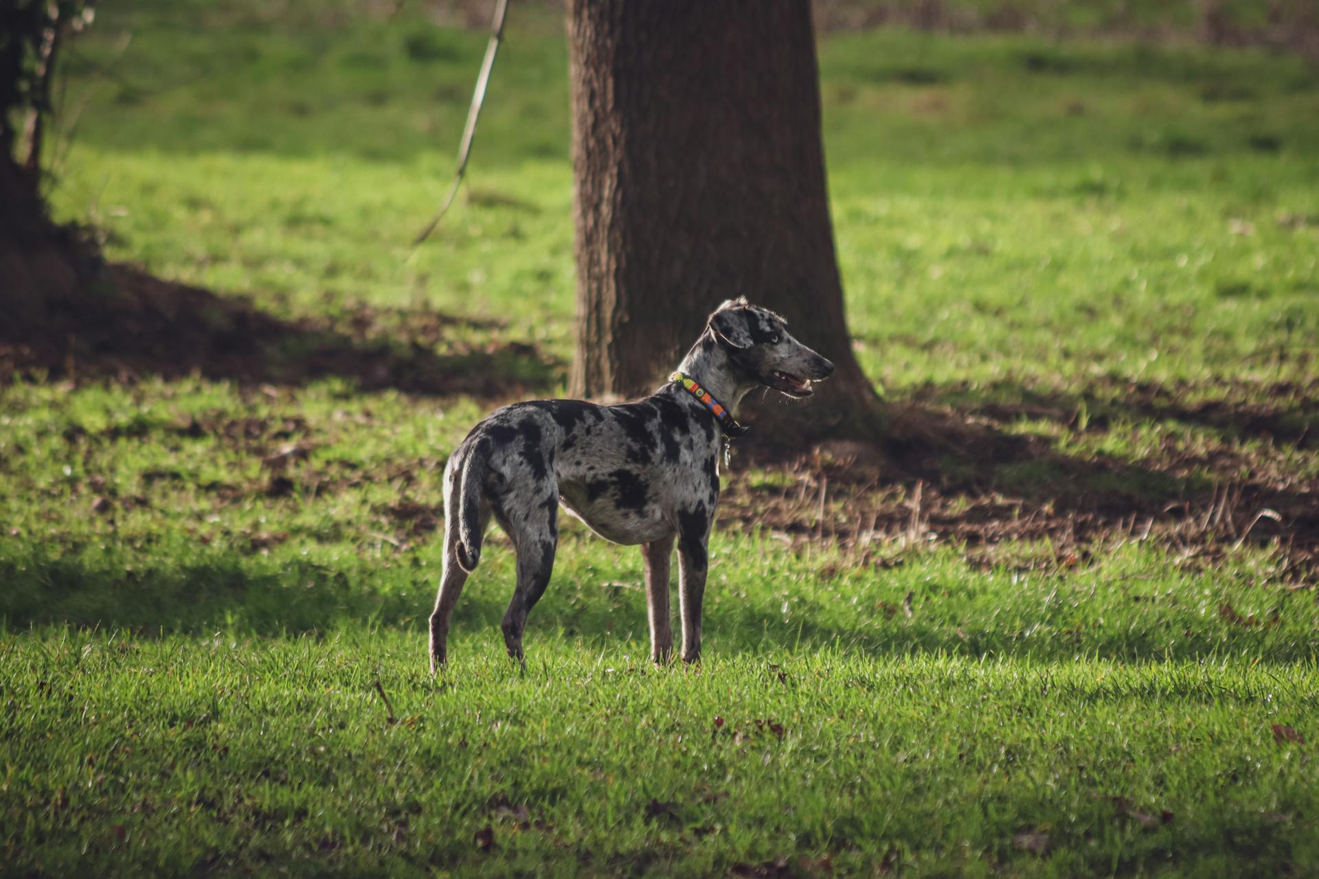 Piebald Dog Standing on the Grass