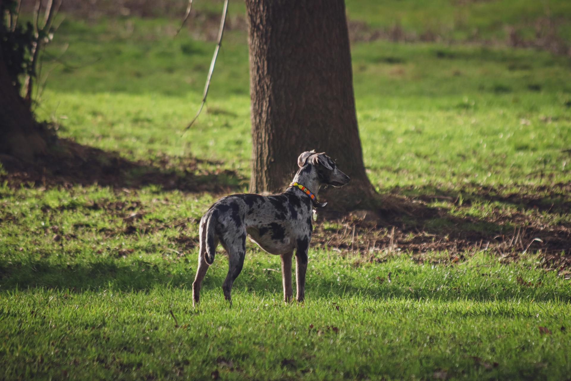 Piebald Dog Standing on the Grass