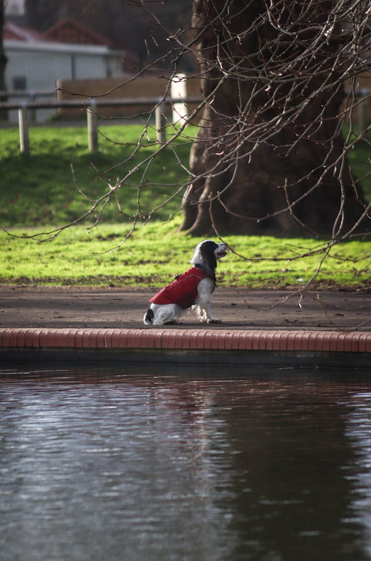 Dog Sitting At The Pond In Urban Park