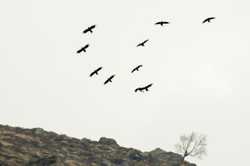 Fotobanka s bezplatnými fotkami na tému čierne vtáky, divočina, kopec