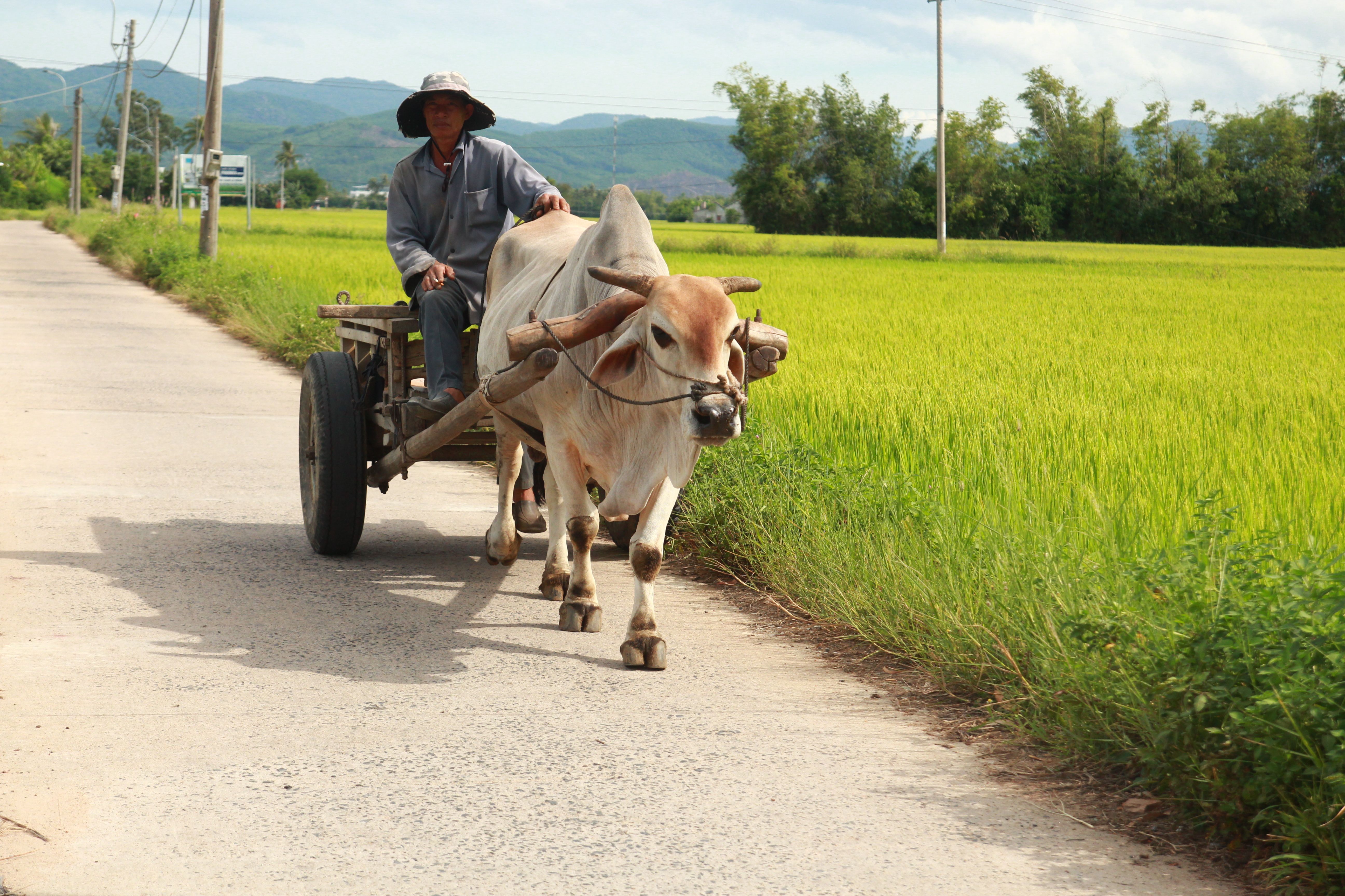Cow Pulling a Carriage along a Country Road · Free Stock Photo