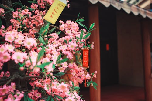 Selective Focus Photography of Pink Petaled Flowers Beside Temple