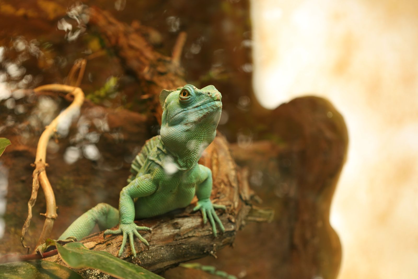 Burgers' Zoo begon in 1913 met een privécollectie