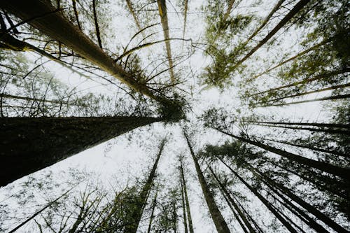 Low Angle View of Tall Trees in a Forest 