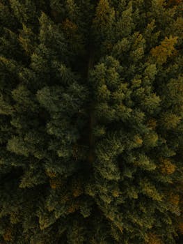 Top view of a lush evergreen forest in Mission, British Columbia, showcasing dense natural patterns.