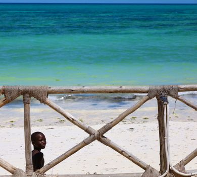 Prison Island giant tortoises — Zanzibar