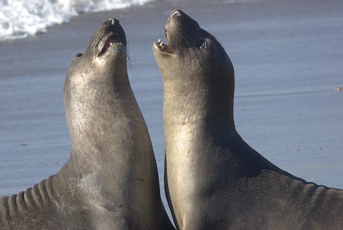 Photos gratuites de animaux, bord de mer, eau