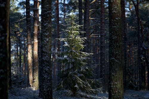 Fotobanka s bezplatnými fotkami na tému borovica, lesy, slnečné svetlo