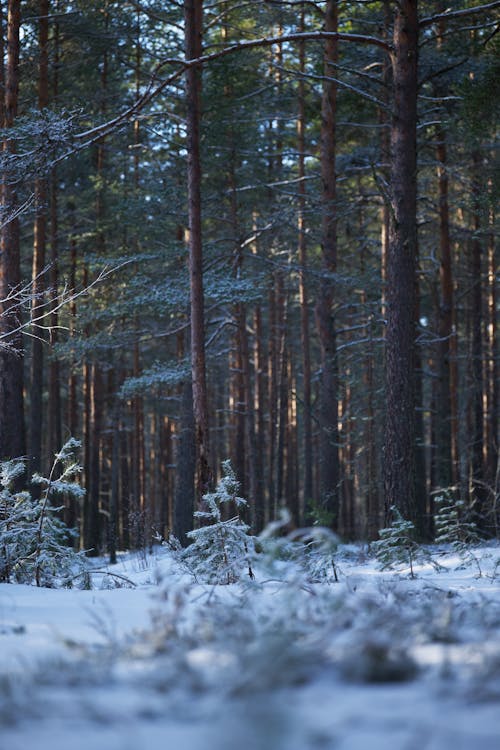 Snowy Winter in Pine Forest