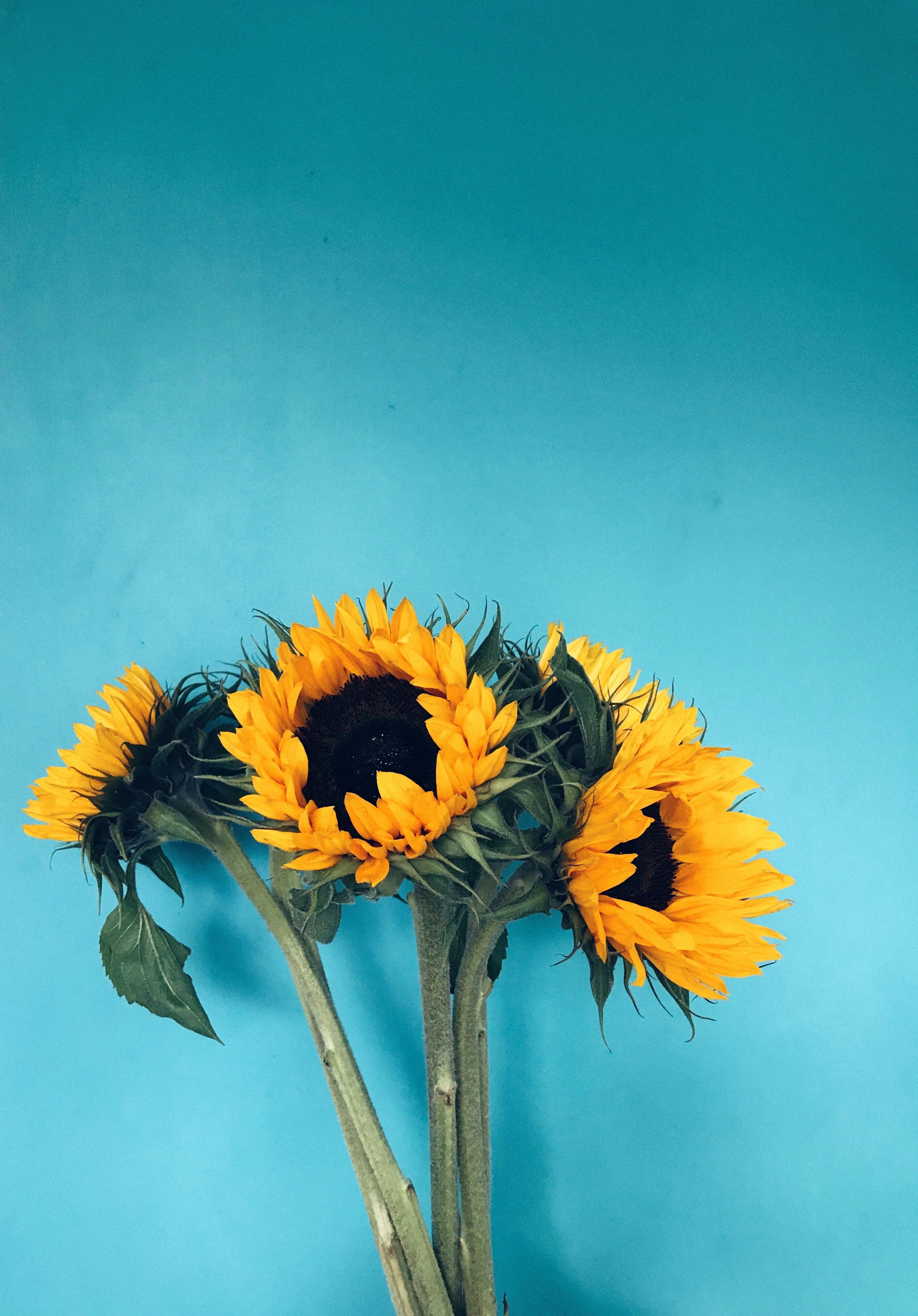 Sunflower Aesthetic, nature, pretty, HD phone wallpaper | Peakpx