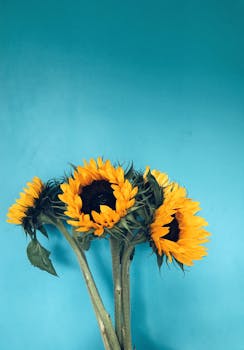 Bright sunflowers with green leaves on a vivid blue background. Perfect summer floral image.
