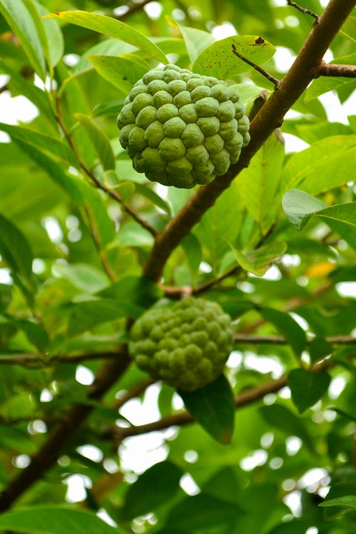 Free Close-up of green custard apples hanging on a tree branch in Junnar, India. Stock Photo