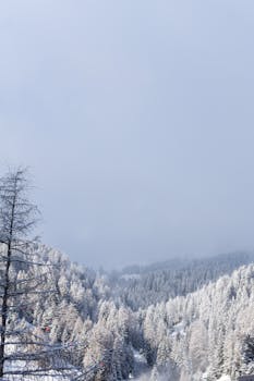 Peaceful winter scene in Serfaus, Tirol, with snow-laden trees under a foggy sky, perfect for nature backgrounds.