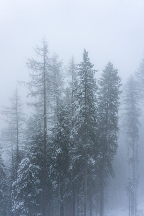 Forest on Winter Day