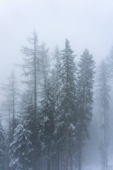 Snow-covered trees in a foggy winter forest in Serfaus, Tirol, Austria.